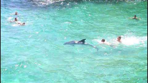 Sopresa in mare: un delfino nuota tra i bagnanti per ore. Foto 